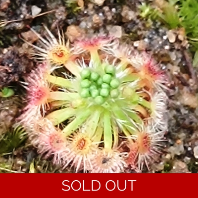 Drosera helodes Bullsbrook, 10+ gemmae